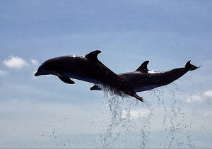 Meet your Posher, Margaret